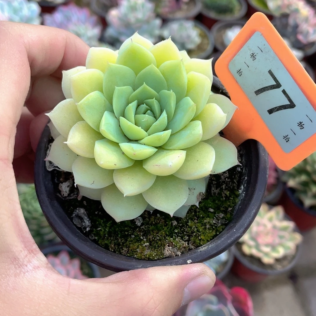 皇***帝77号多肉植物盆栽