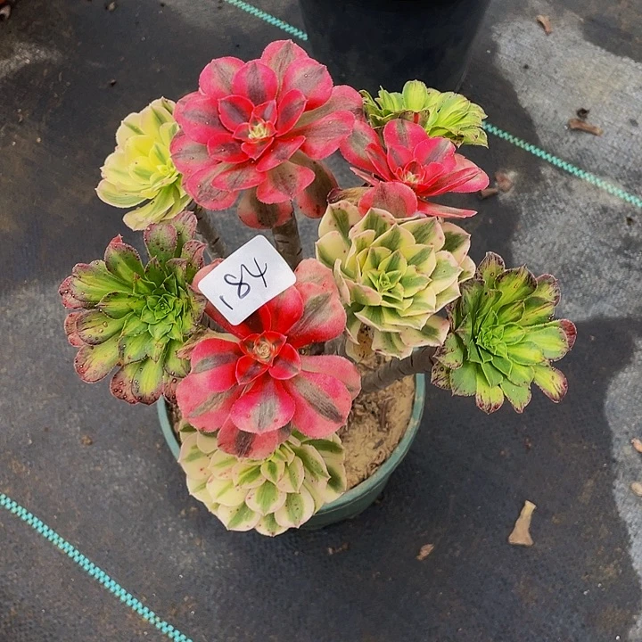 婉***架接法师一个184号一棵