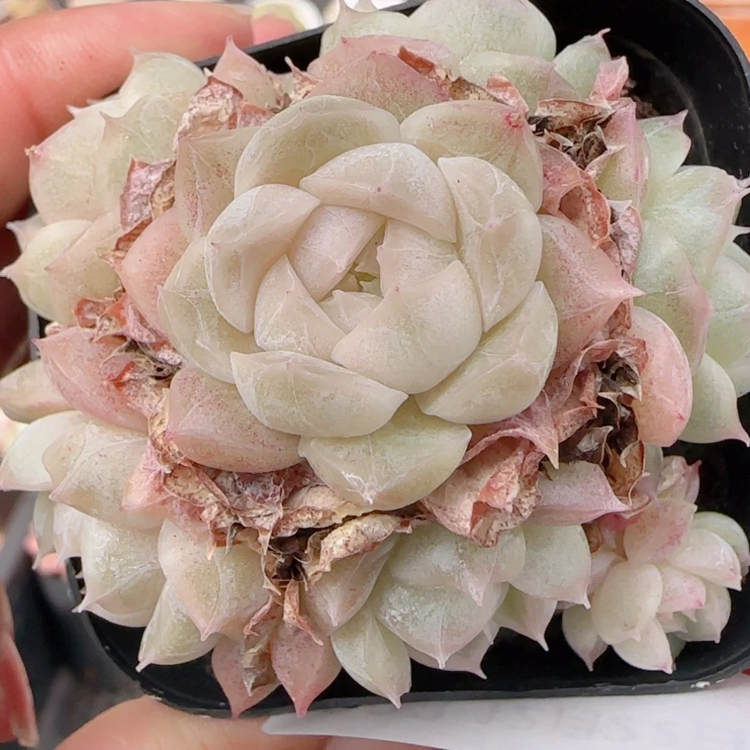 花语多肉1222-303开播福利散