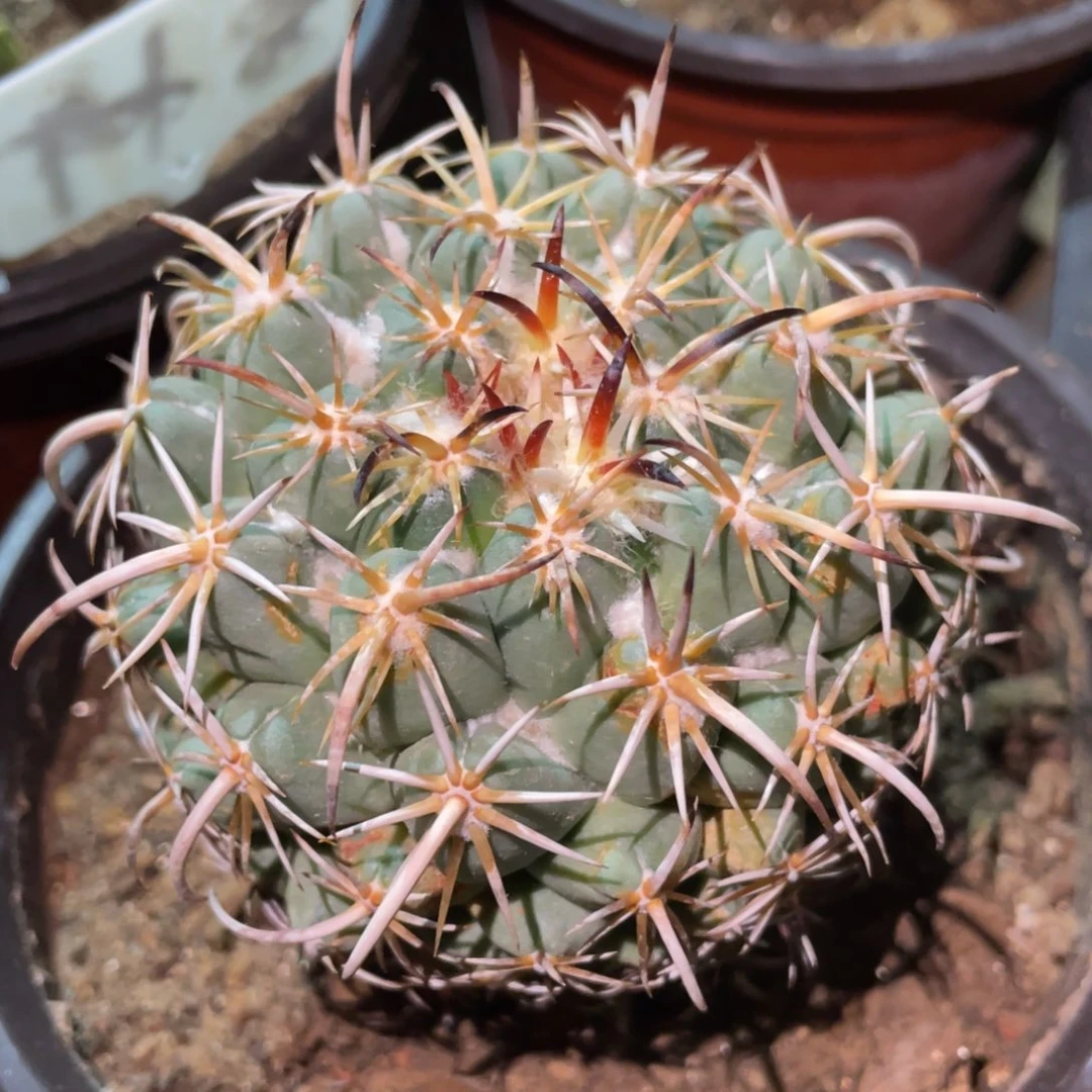 全部花朵自根钢钉 仙人球