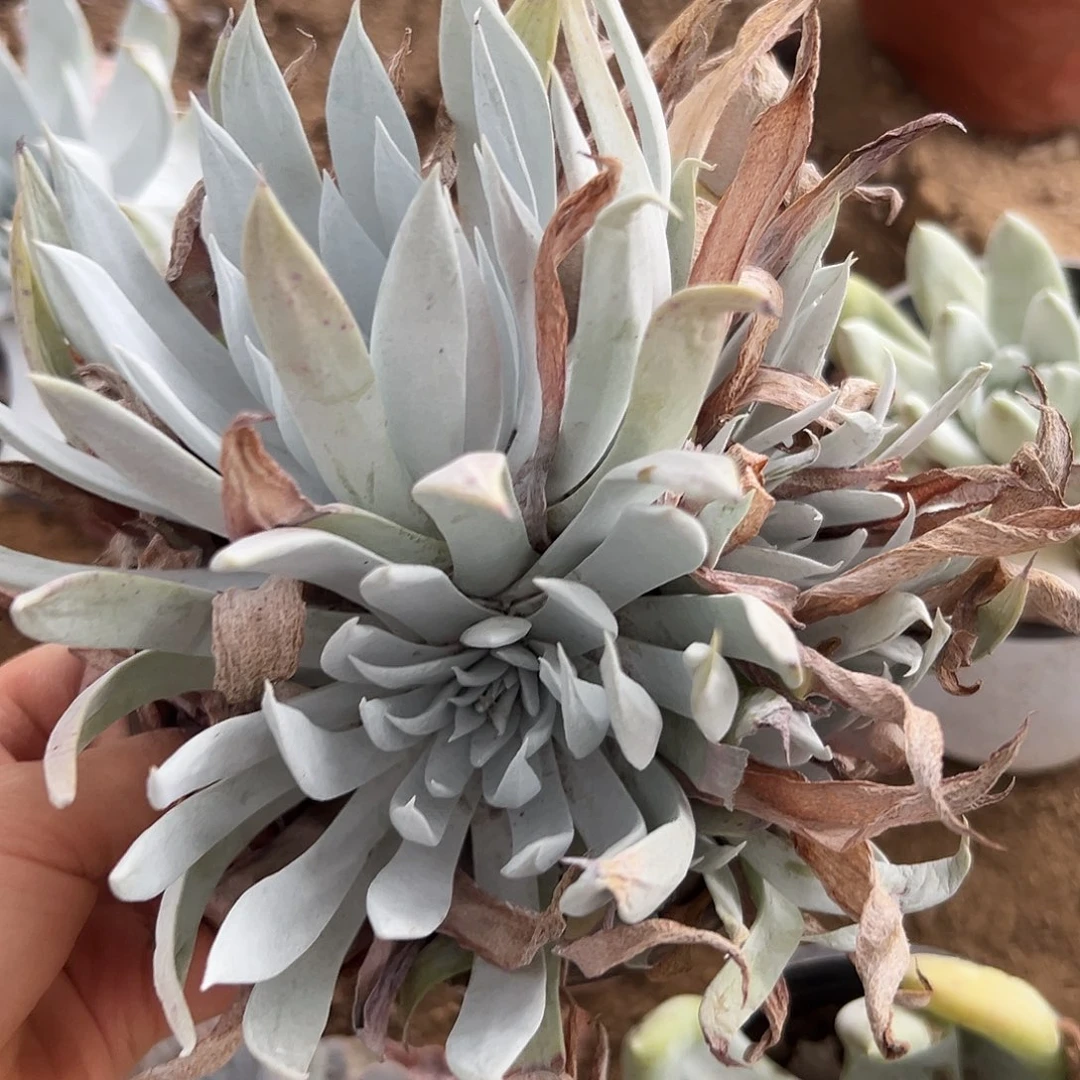 杜呃呃呃呃呃呃摸摸