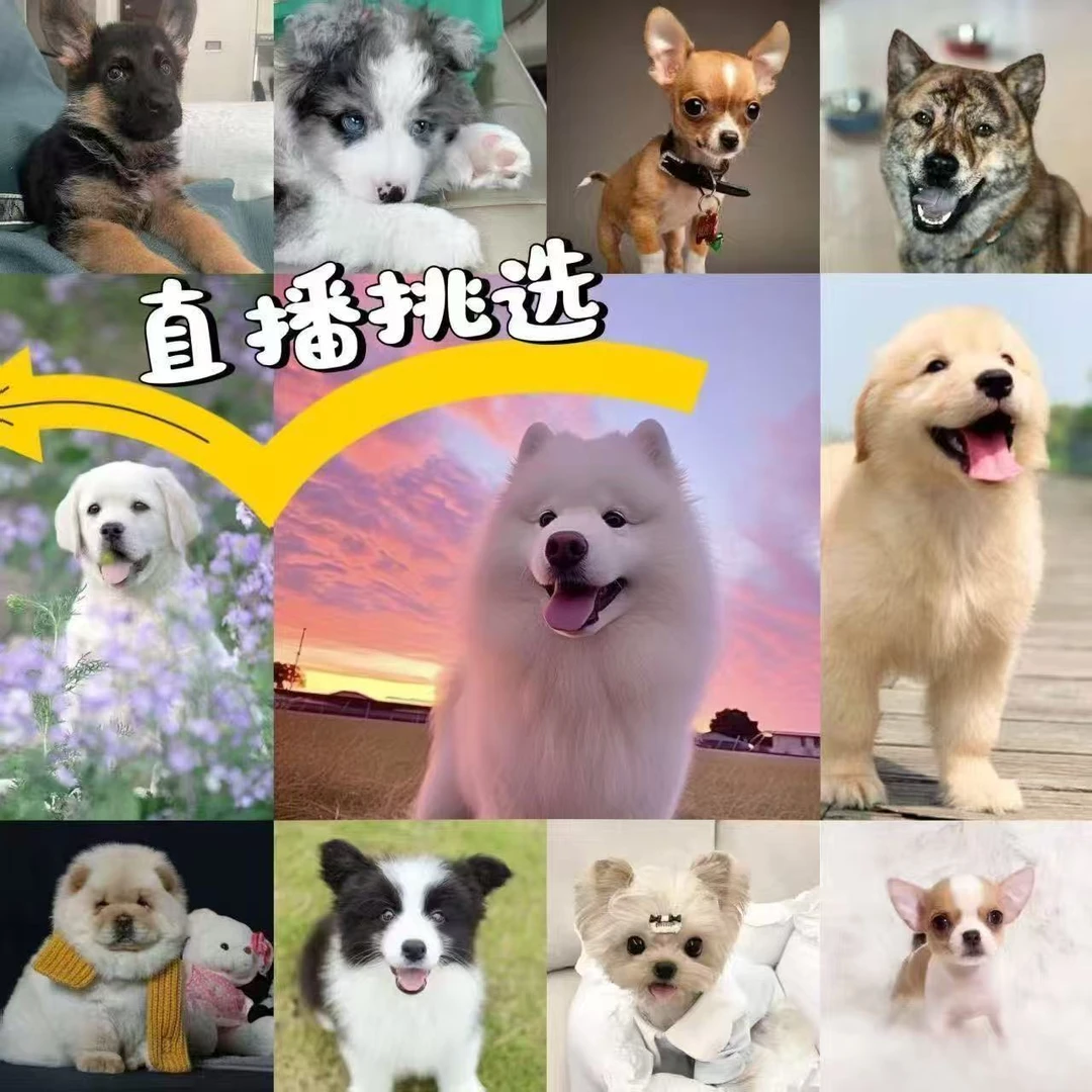 直播间挑选纯种活体宠物狗基地直发
