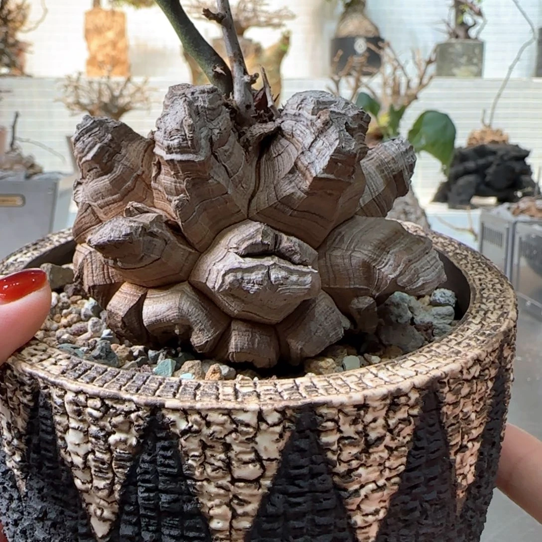 超绝龟甲龙一物一拍