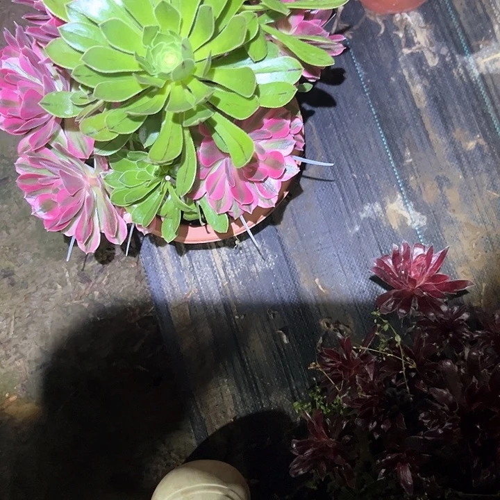 法师植物链接不售后61