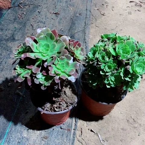 ****）欧嘉莉绿杨蓉多肉植物32号