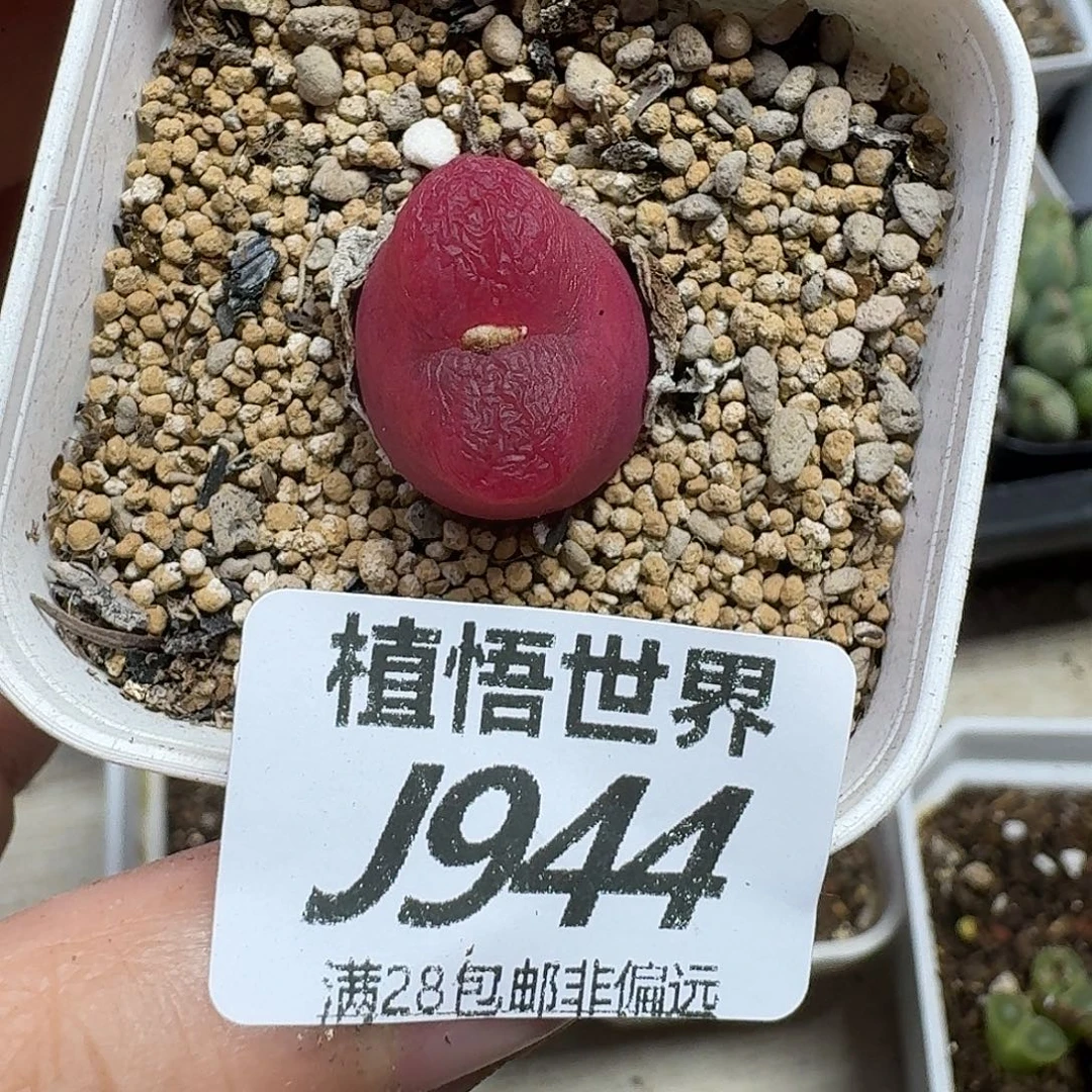 多肉植物的润泽ghjj