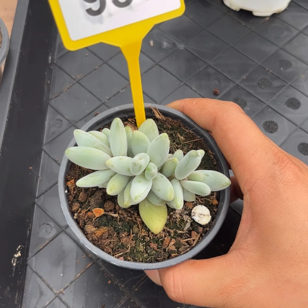 多肉植物企鹅群933