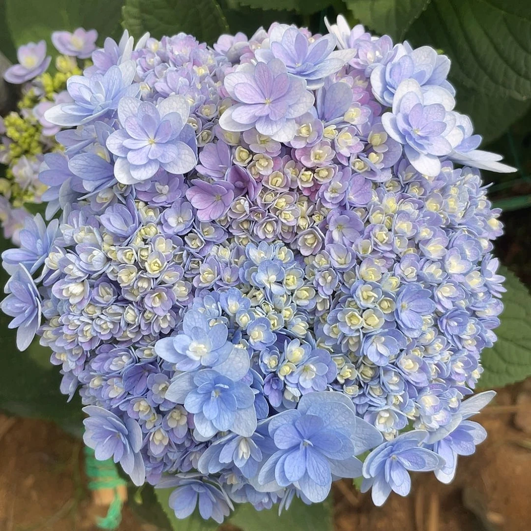 绣球切花一物一拍，3支包邮，93