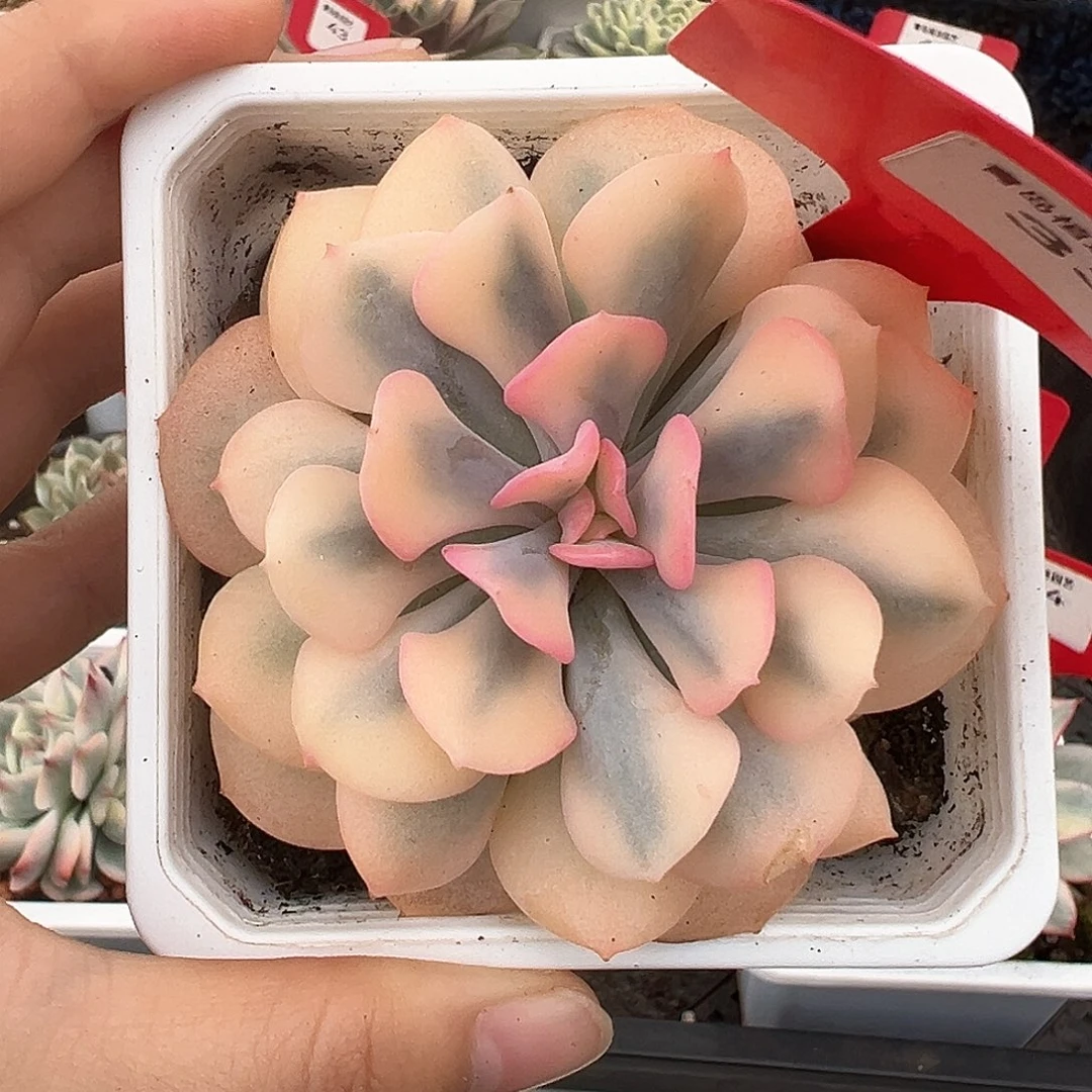 33号雪精灵锦多肉植物