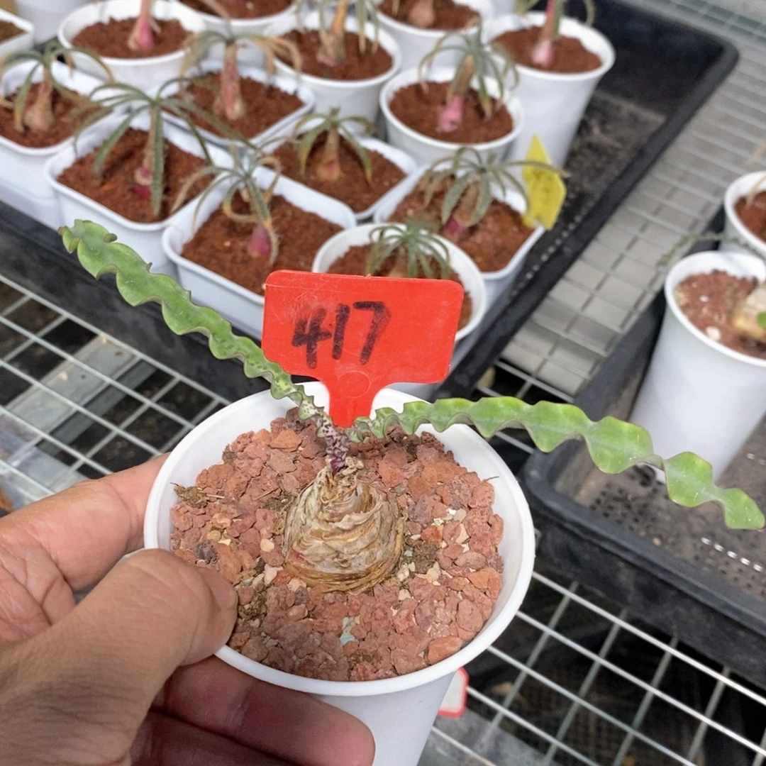 波叶血莲多肉植物