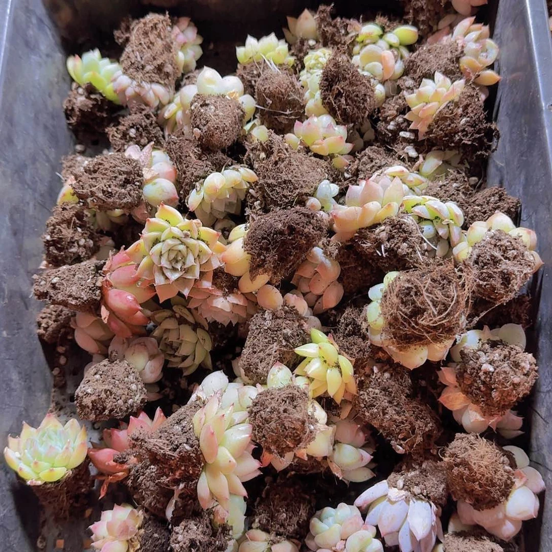 直播福利一物一拍82