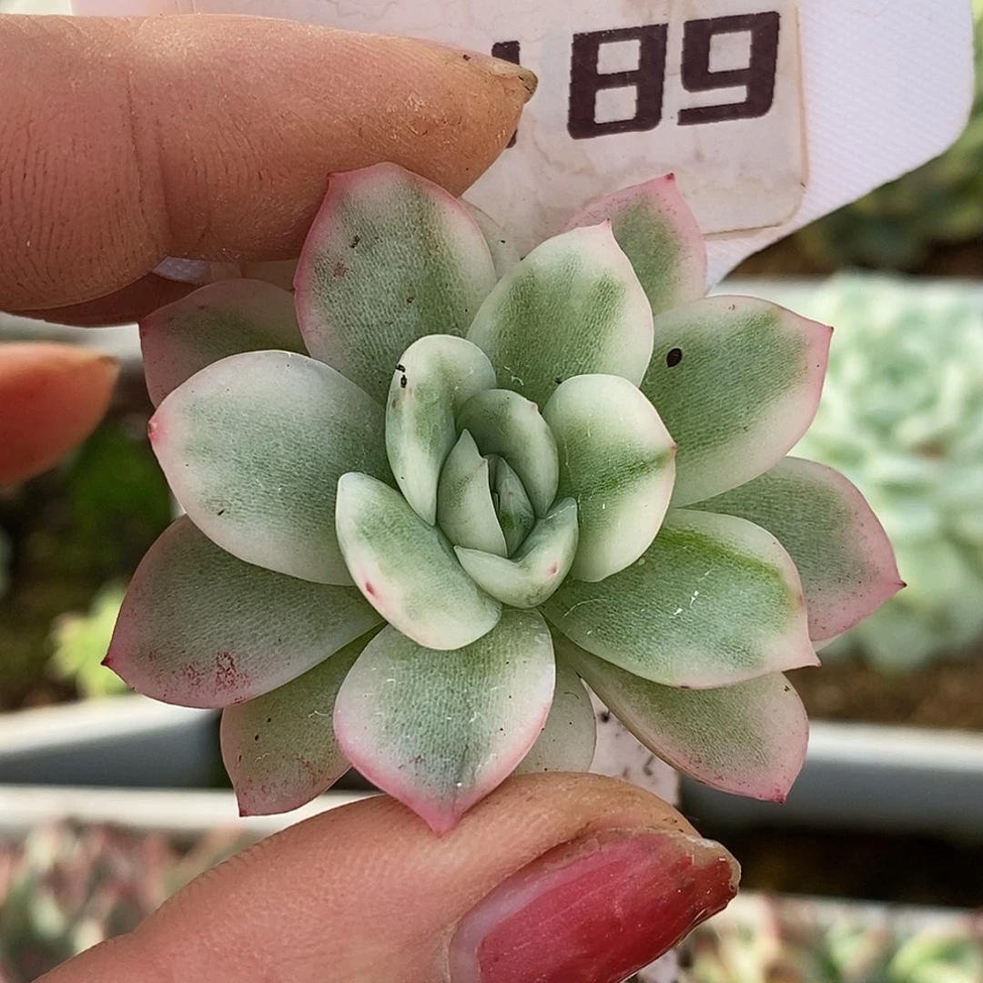 189寒苏哈哈哈哈哈哈哈