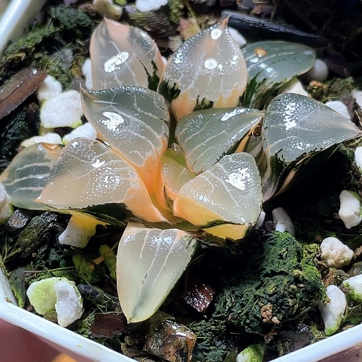 哈***哈712花影锦特选福利