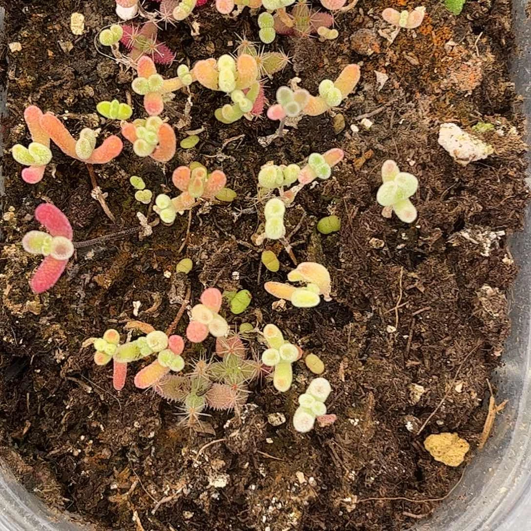 哆***胖混播切糕优选枝干