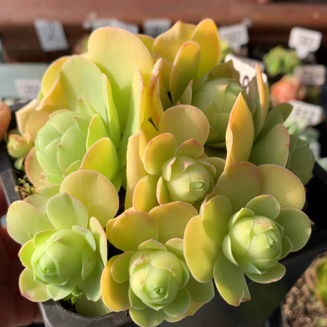 山地玫瑰花球381