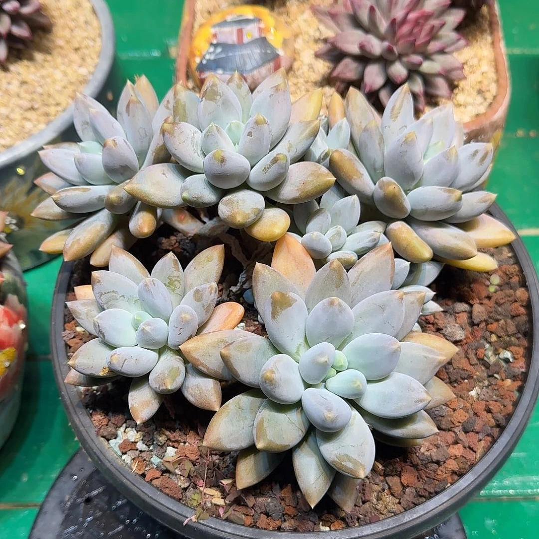 多肉植物多肉植物