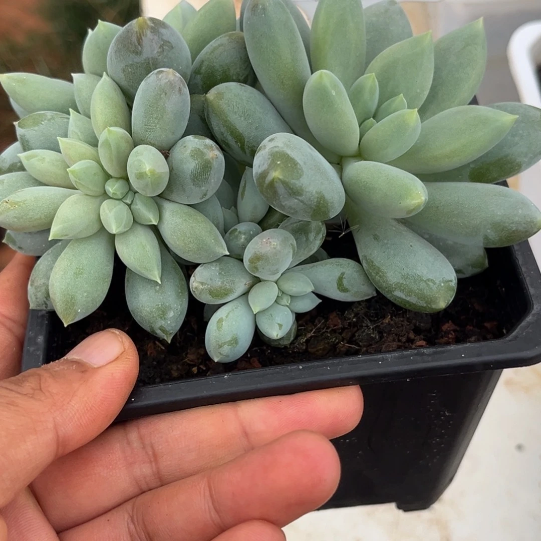 H***a黄胖体哥特多肉植物34