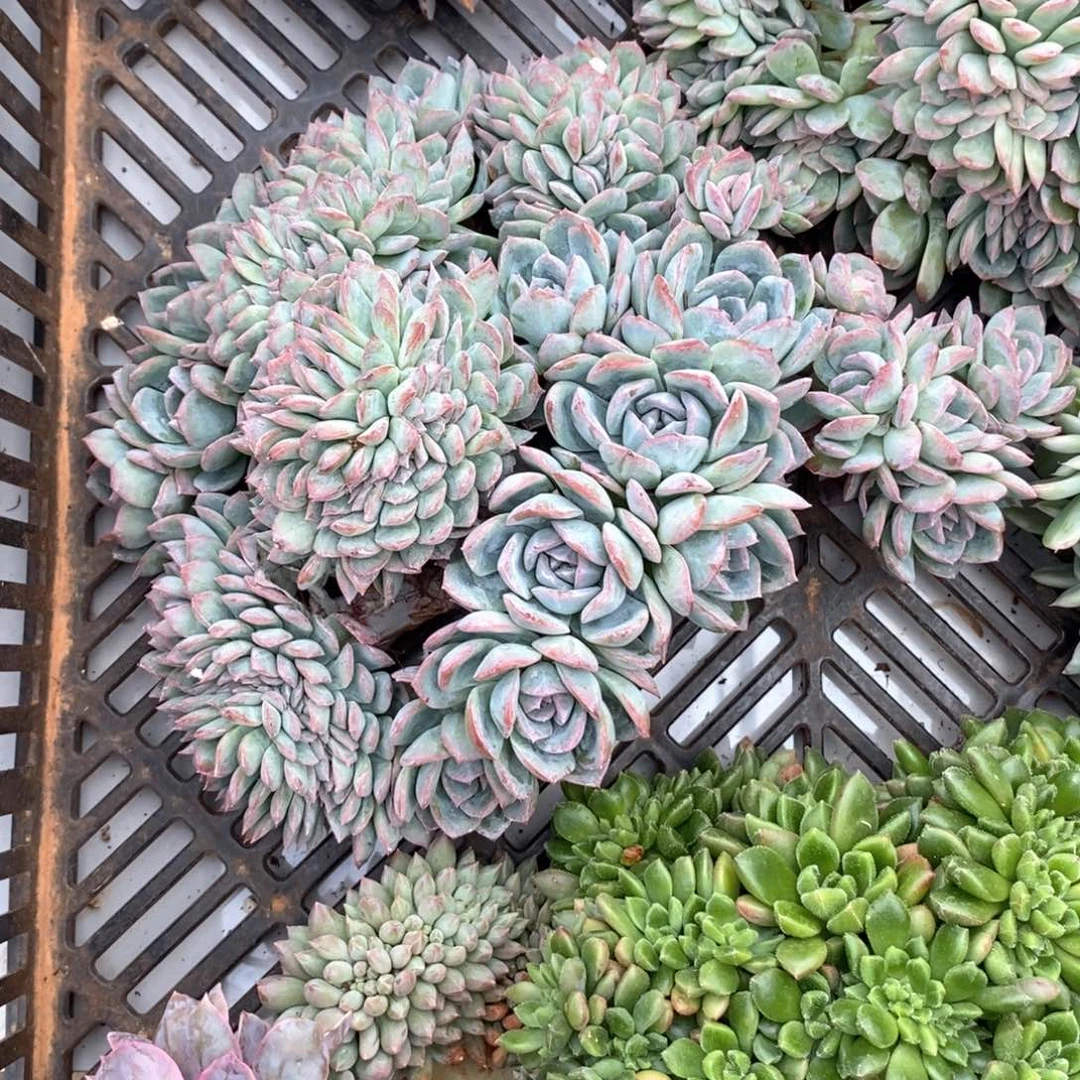 庄****光莎莎女王缀化多肉多肉