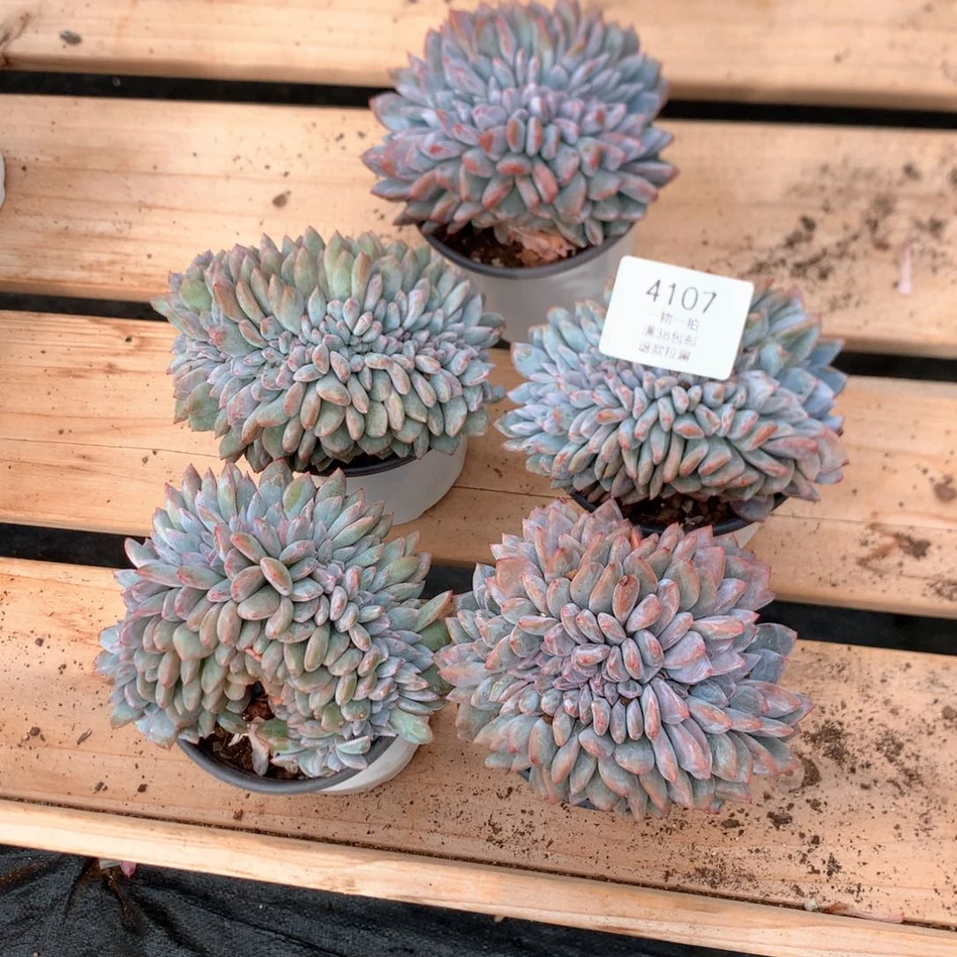 石榴籽缀五颗有底切4107