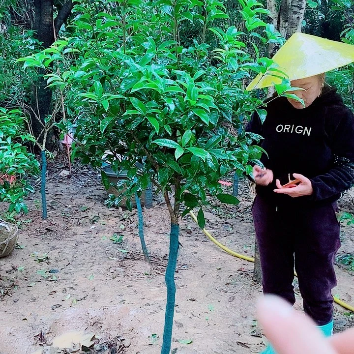 墨***人完全开放3左右四级桂2颗