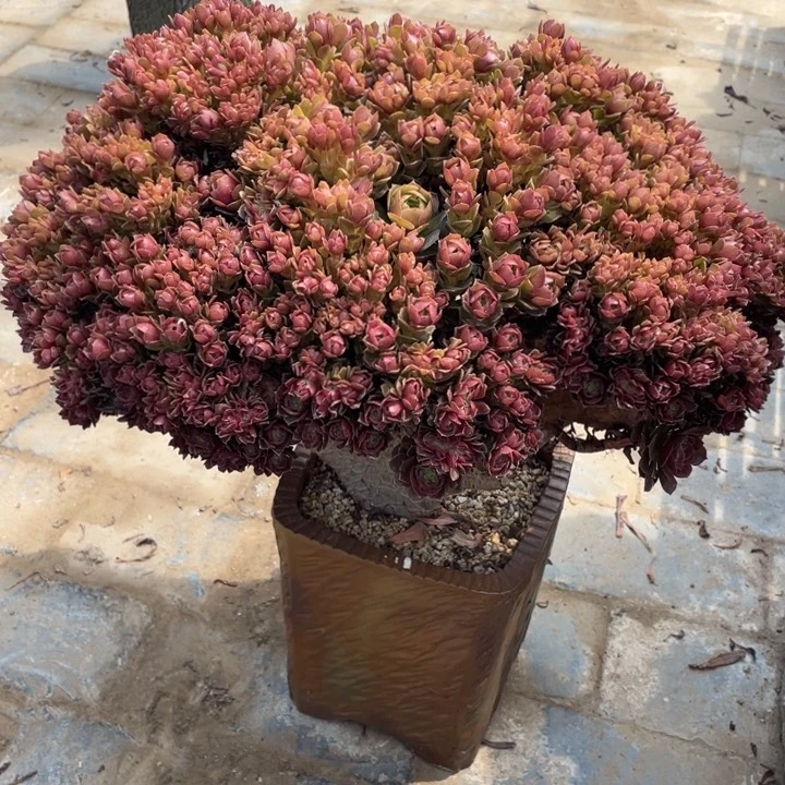 万圣节老桩缀化法师