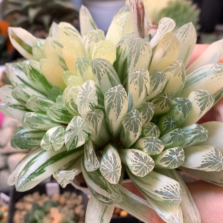 糊斑车子玉露锦带盆土发货