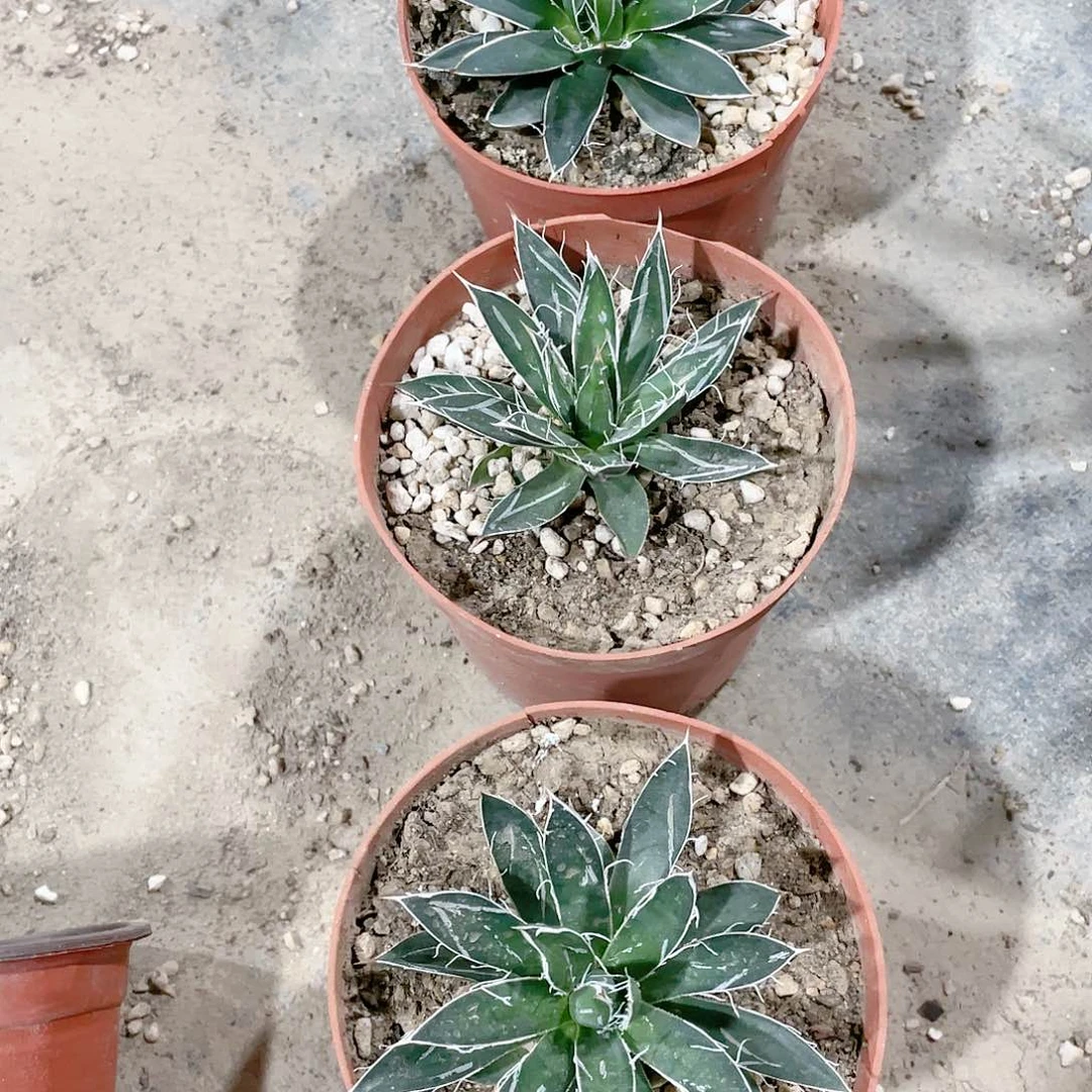 乱雪小颗龙舌兰包邮