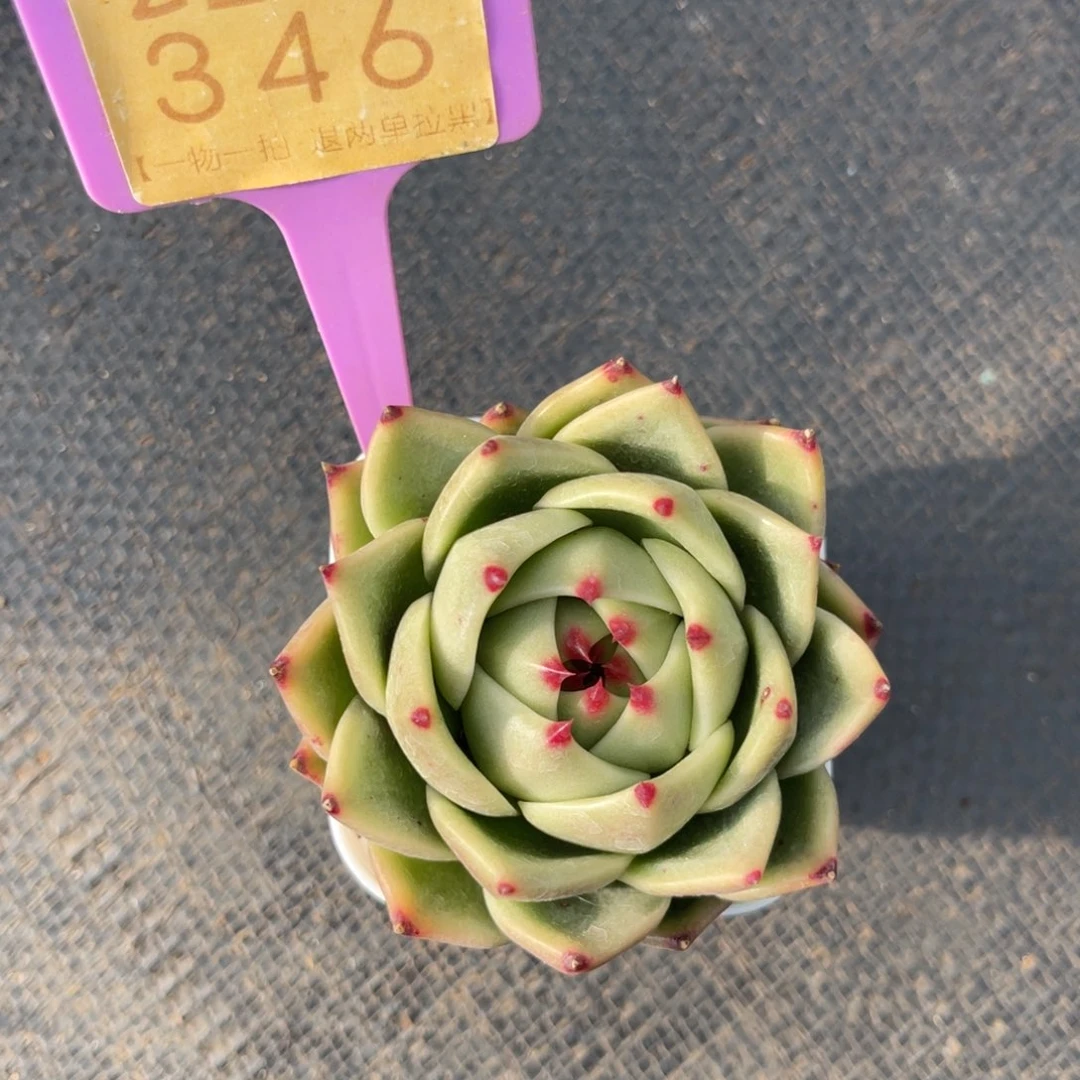 云尘多肉一物一拍346，