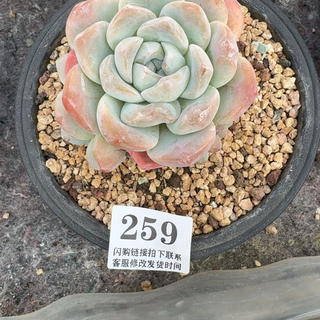 小***姐259冰玉捧花8cm左右