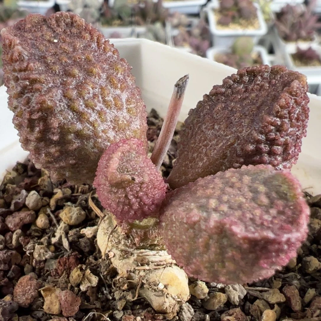 实生新品单头纯木质桩多肉植物水泡