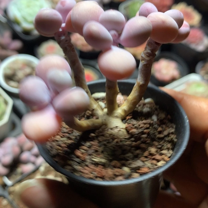 桃蛋群多肉一物一拍