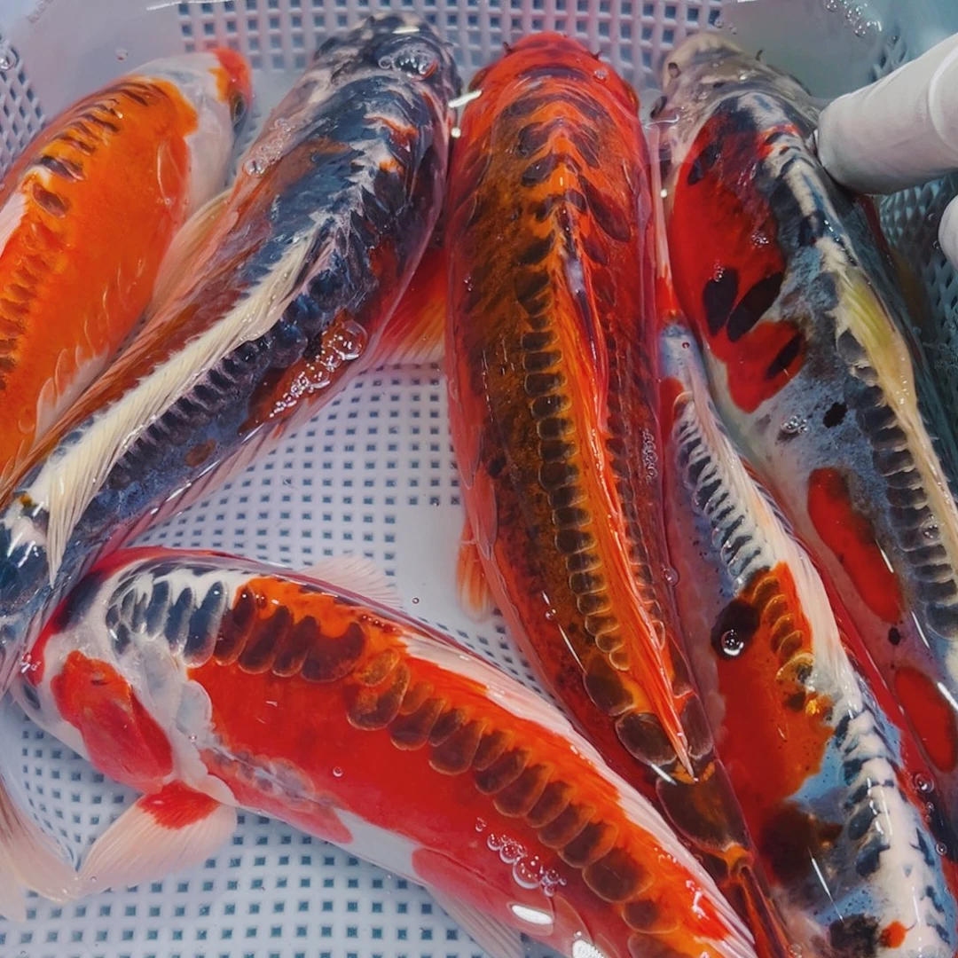 锦鲤锦鲤冷水鱼观赏150
