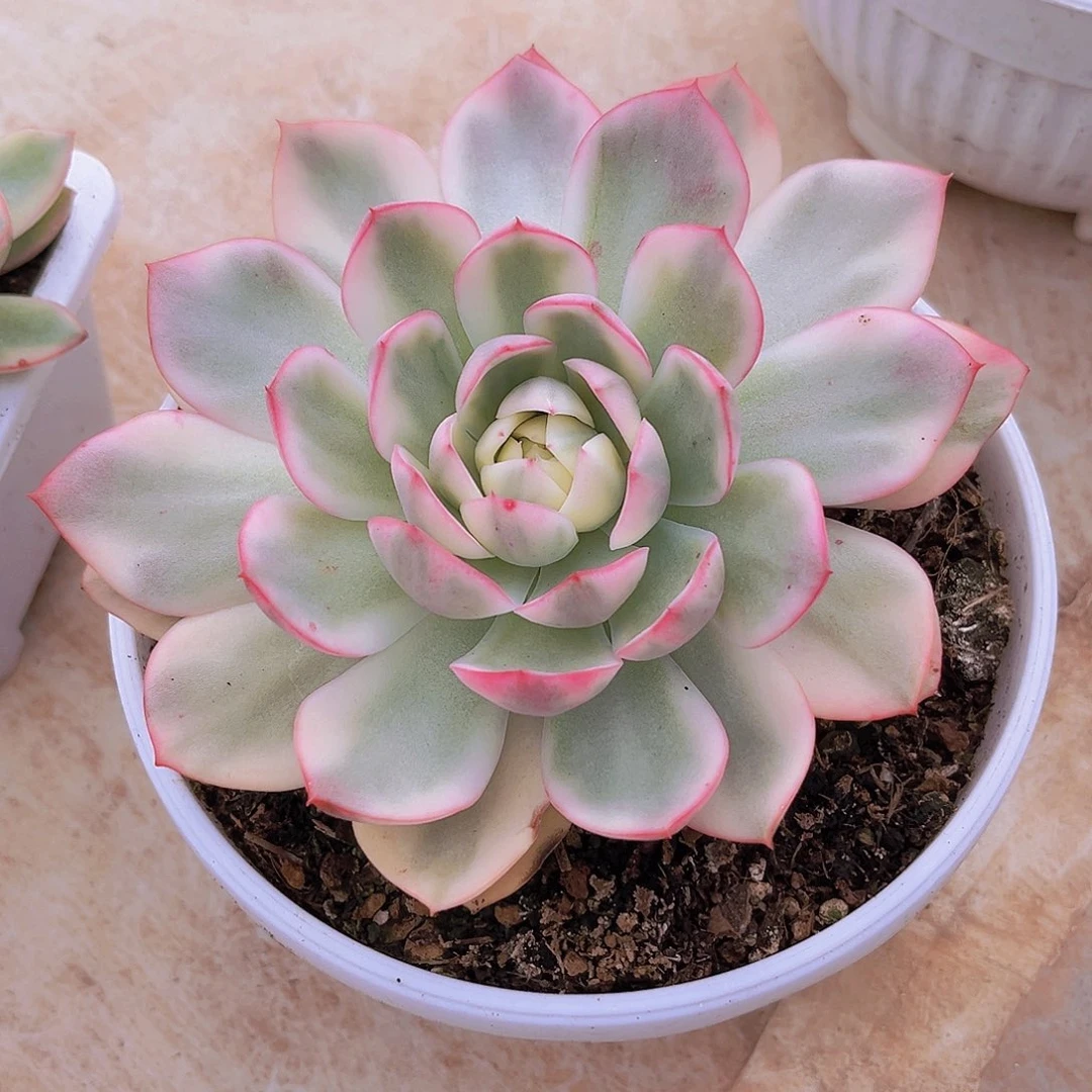 韩水晶14公分999999999999