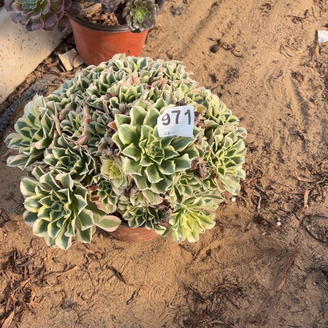 雨花石971不包断枝