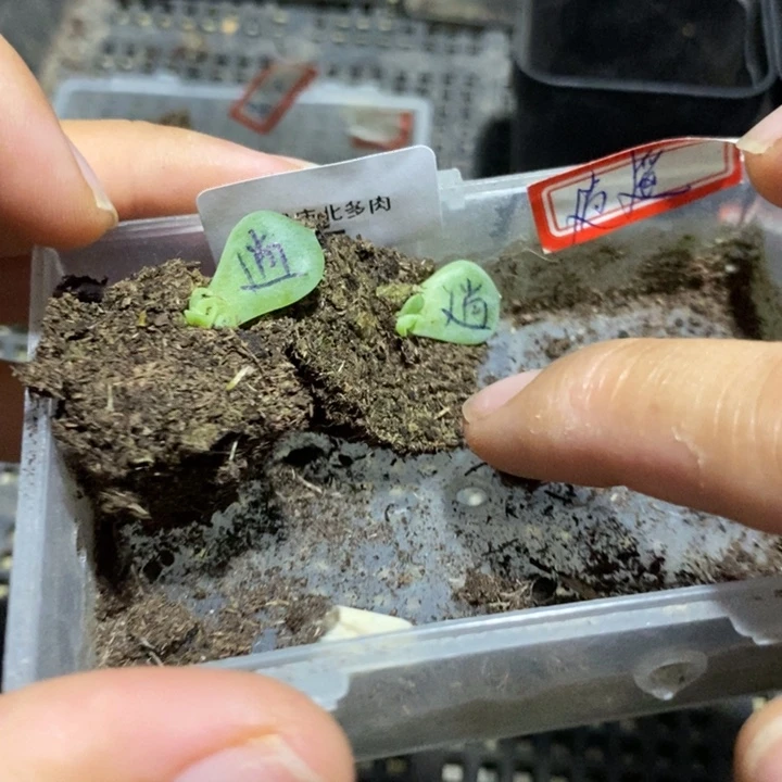 标签955逍遥芽苗尾货2个