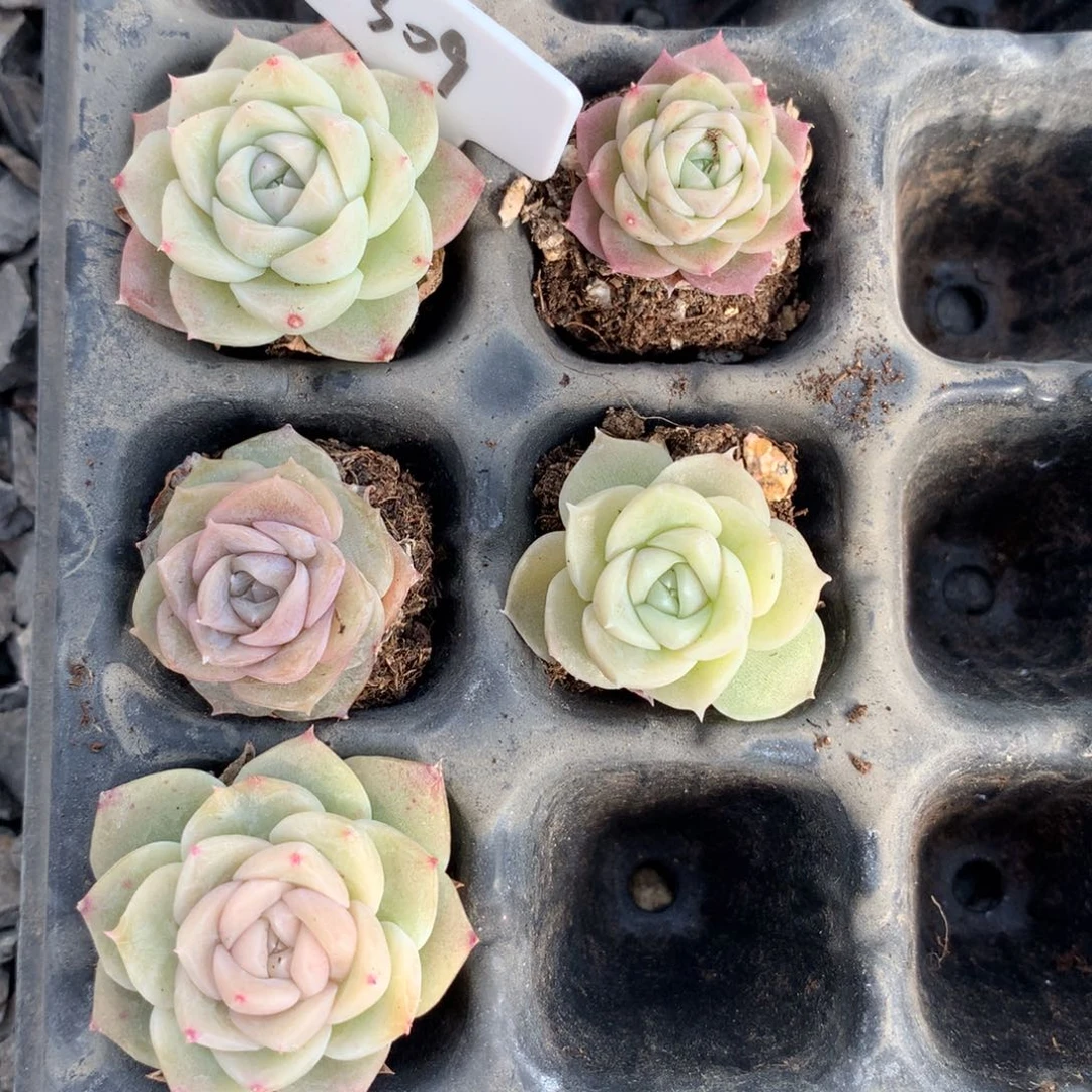 309号一组可育白吉特价