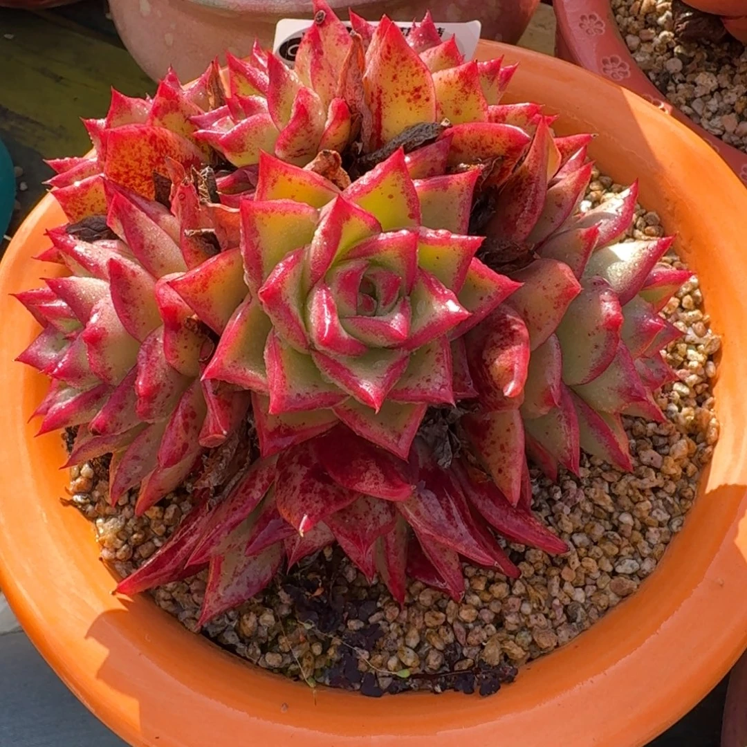 从前慢多肉精选编号1208.55