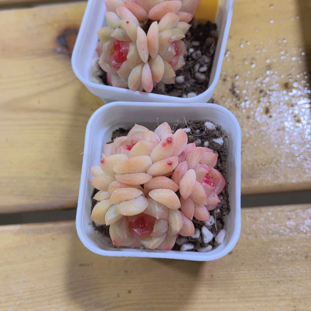 693号 开播福利琴心多头群一颗