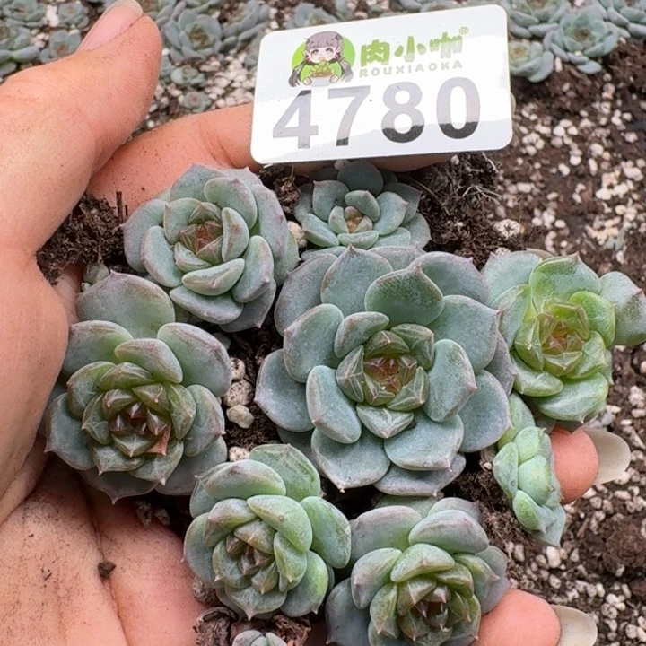 多肉植物多肉植物