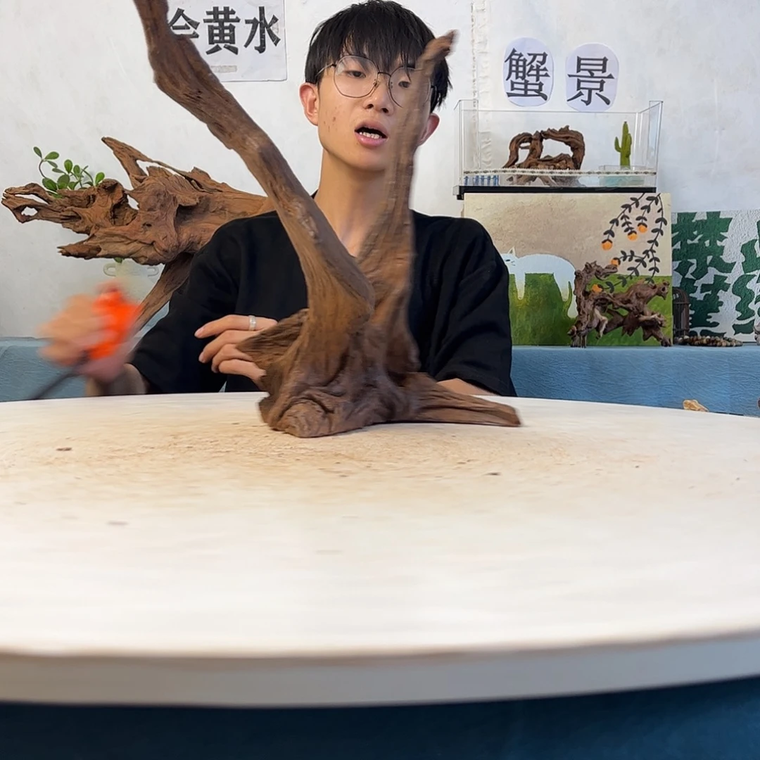 寄居蟹造景沉木造景