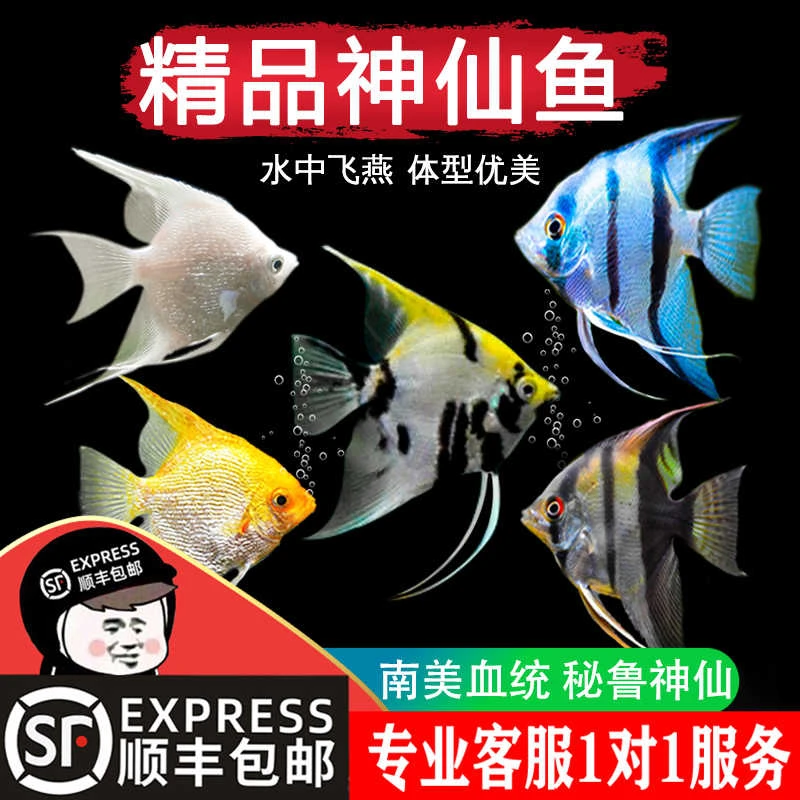 神仙鱼燕鱼苗观赏鱼七彩神仙热带秘鲁活鱼小型淡水好养宠物燕子鱼