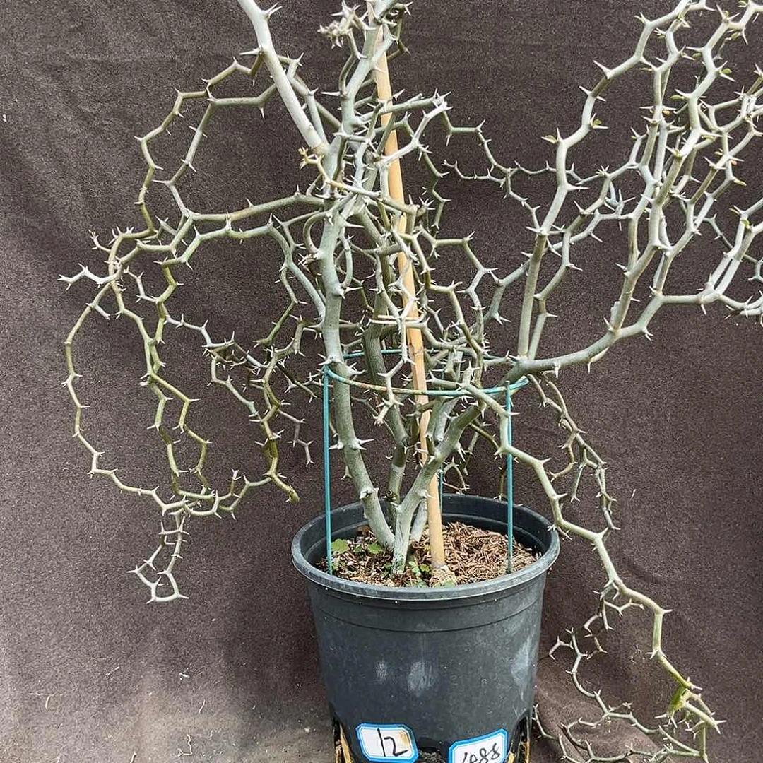 汤圆植物12弯曲龙原价488