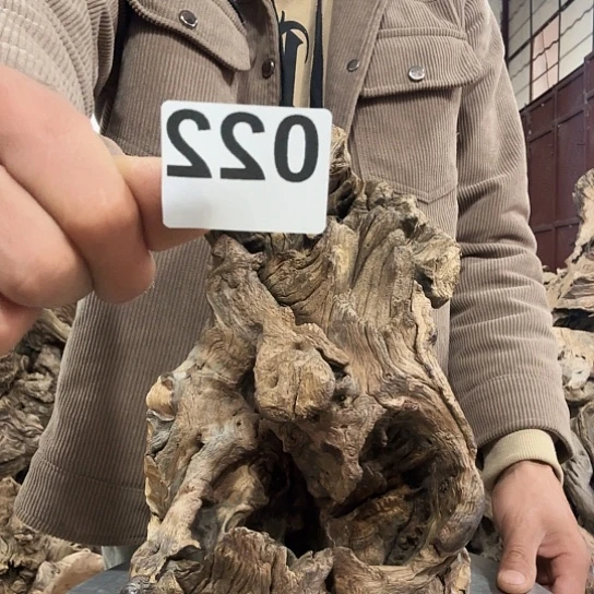 用****6紫砂噜啦啦啦啦啦啦