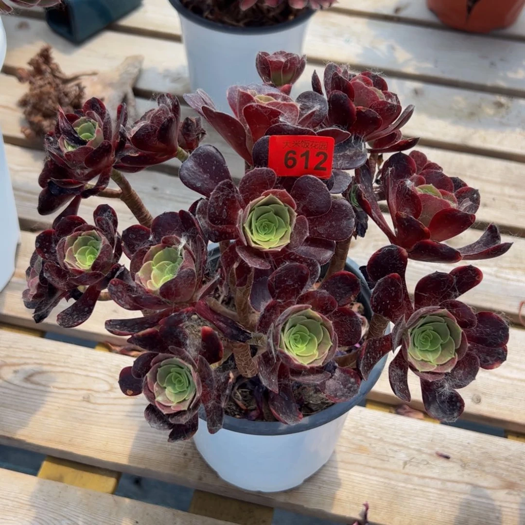 612炖肉植物发货欧嘉莉