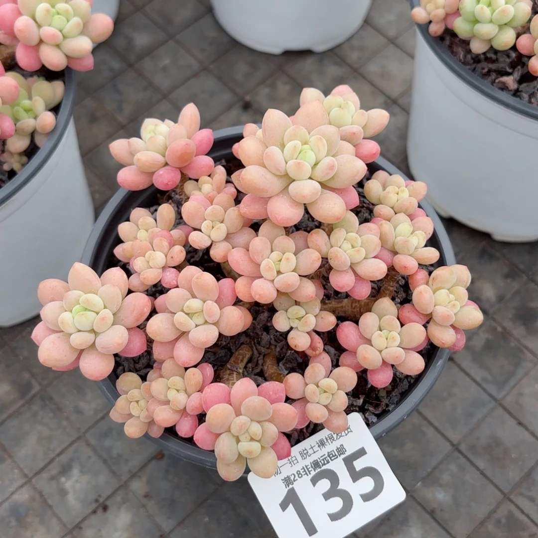 韩系鱼子酱老桩无盆土发货