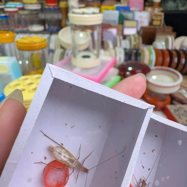 伯***觉蟋蟀2只红竹林漂亮合适