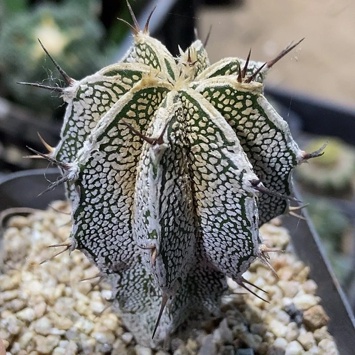 无花朵福利实生恩冢斑诺538