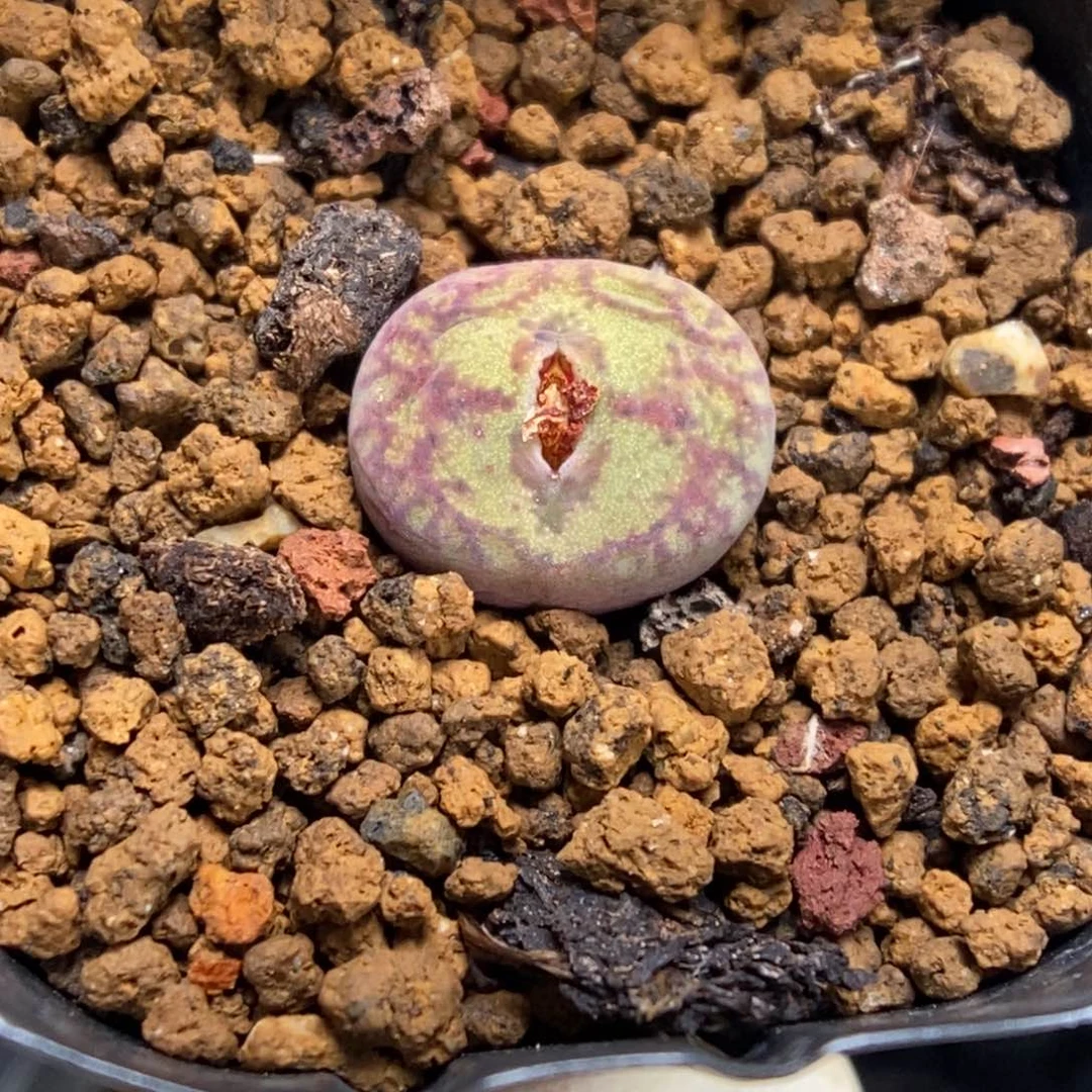 多肉植物肉锥杂交K-975