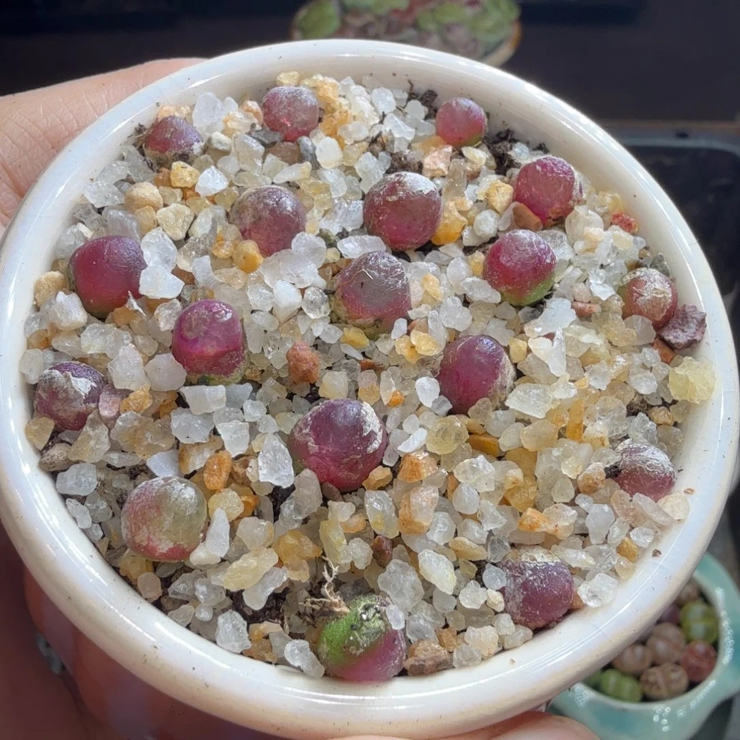 多肉植物福利冲冲740