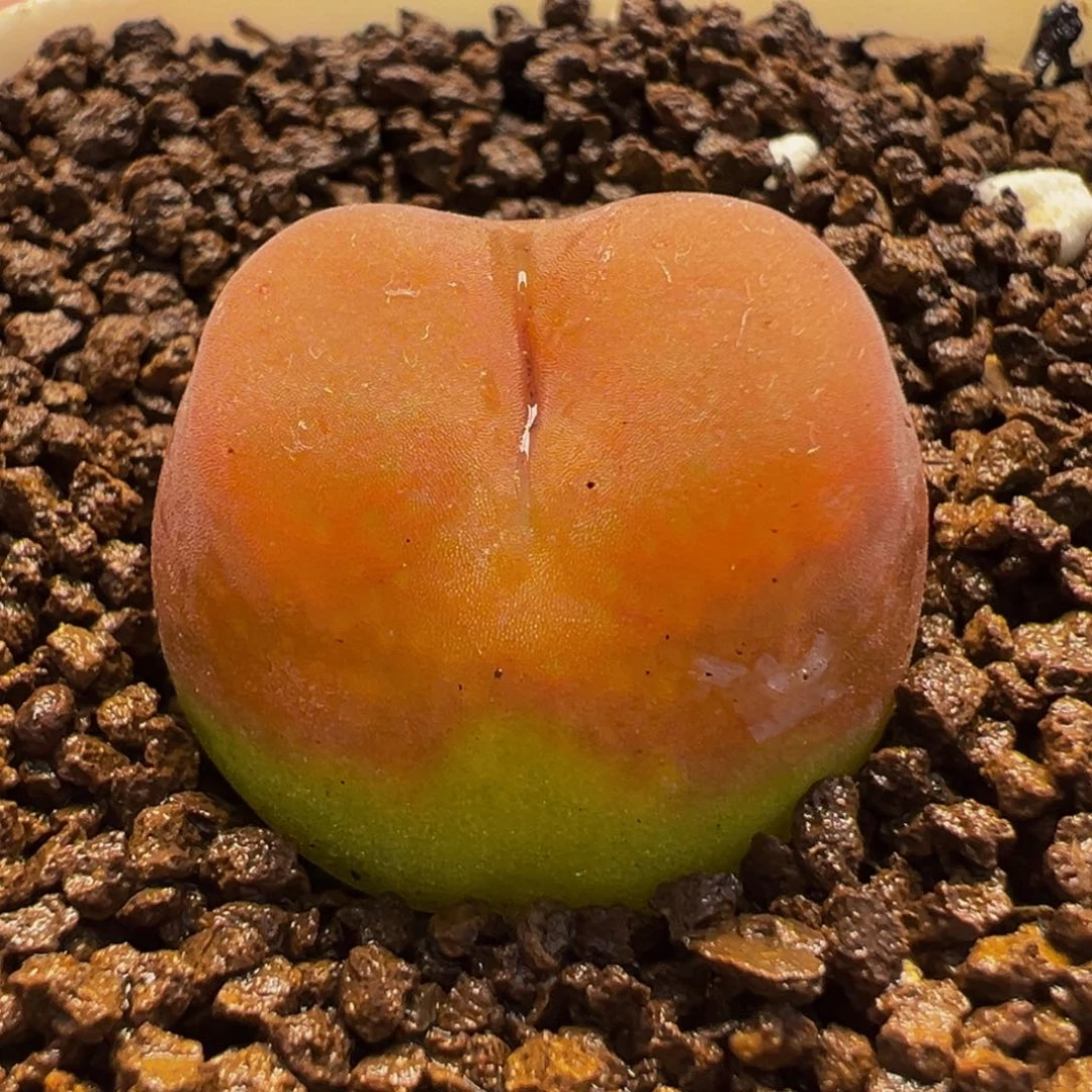 水蜜桃多肉植物盆栽栽培